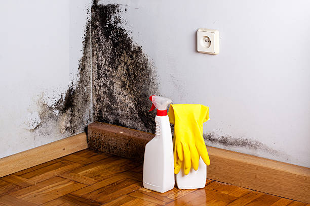 Best Emergency Mold Remediation in Keego Harbor, MI