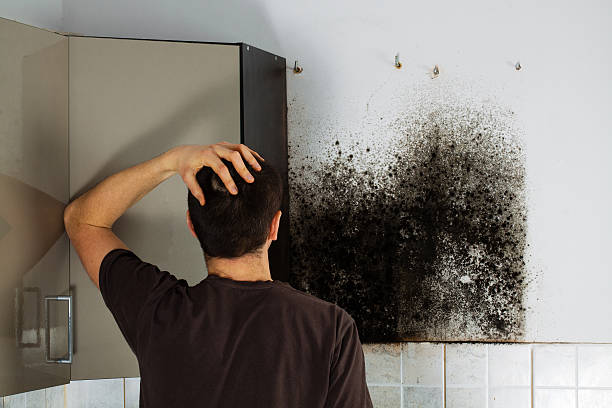 Keego Harbor, MI Mold Remediation Company